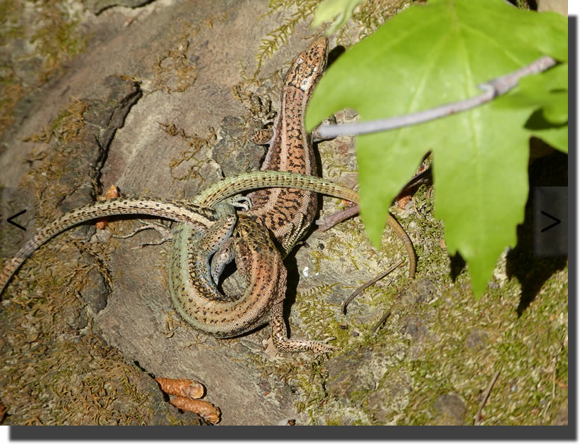 Anatololacerta pelasgiana